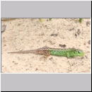 Lacerta agilis - Zauneidechse m04.jpg